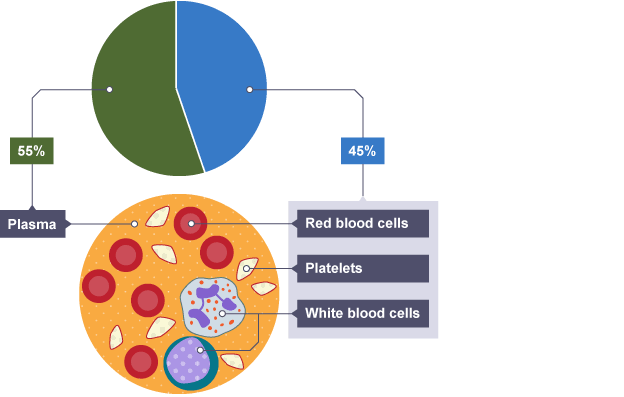 624x397 Pie Chart Showing Blood Composition Is Plasma, And Is Red