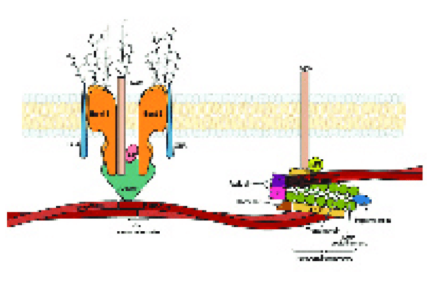 850x560 A Schematic Representation Of The Red Blood Cell Membrane