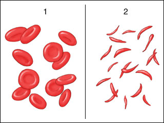 320x240 Structural Biochemistryhemoglobin