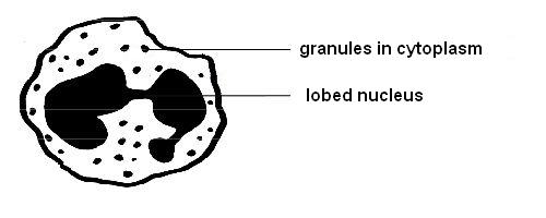 500x200 Anatomy And Physiology Of Animalscardiovascular Systemlood