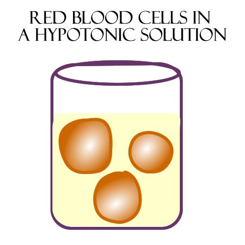 500x500 Biology Aampp Basics