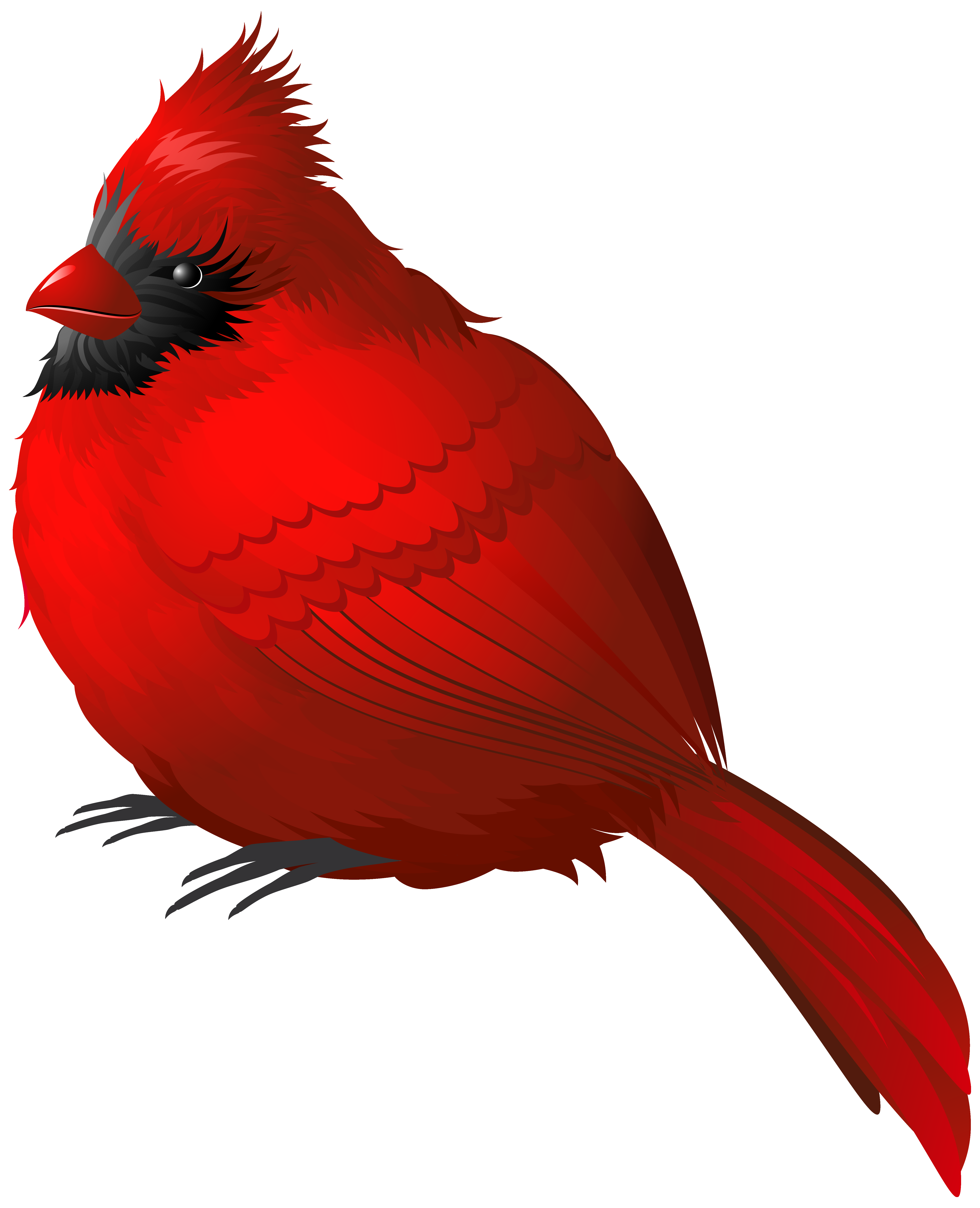 4925x6068 Cardinal Clipart Branch Drawing