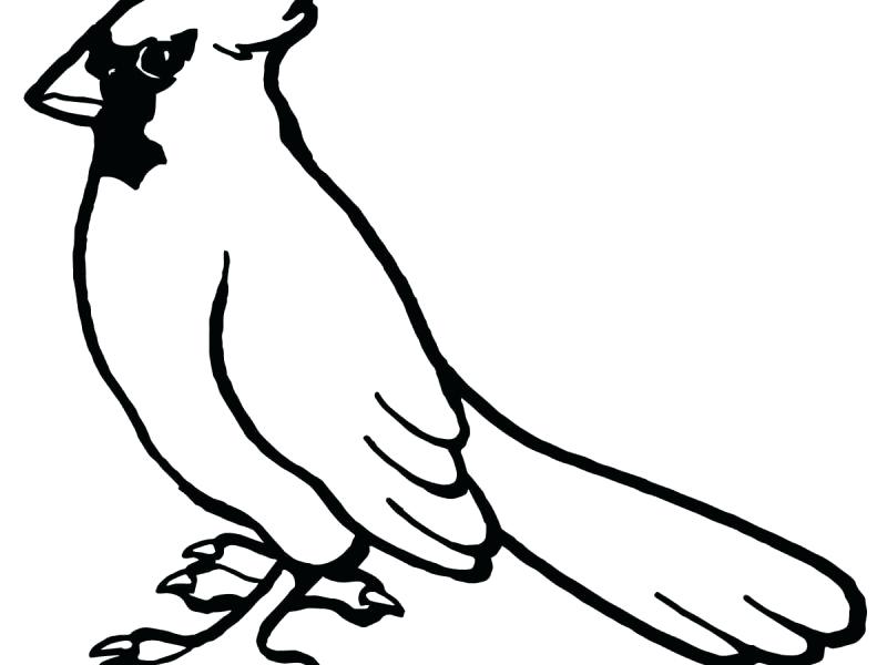 800x600 Cardinal Coloring Pages Preschool Red