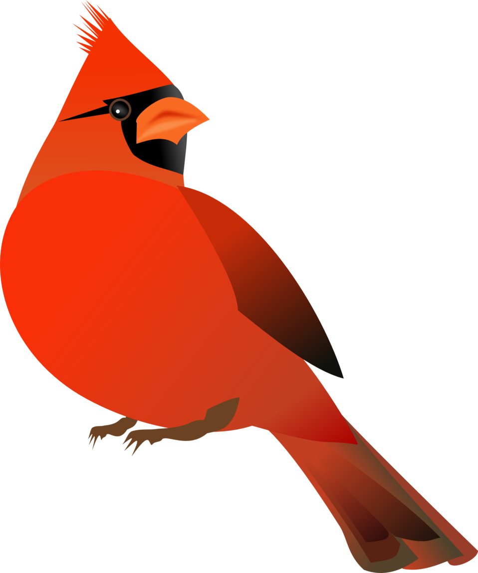958x1149 Collection Of Free Cardinal Drawing Clip Art Download On Ui Ex