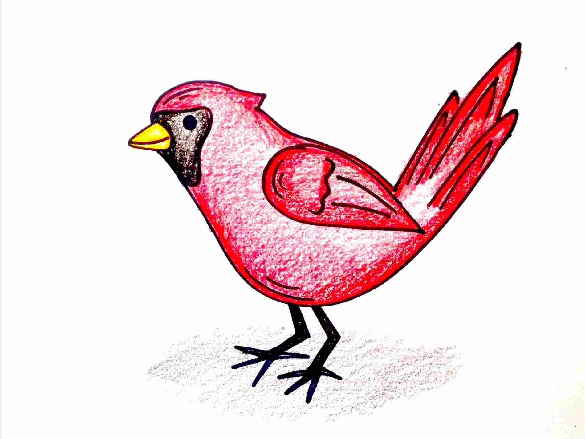 1899x1424 Lesson Easy Red Bird Drawing How To Draw A Cardinal