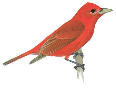 386x294 Northern Cardinal Audubon Field Guide