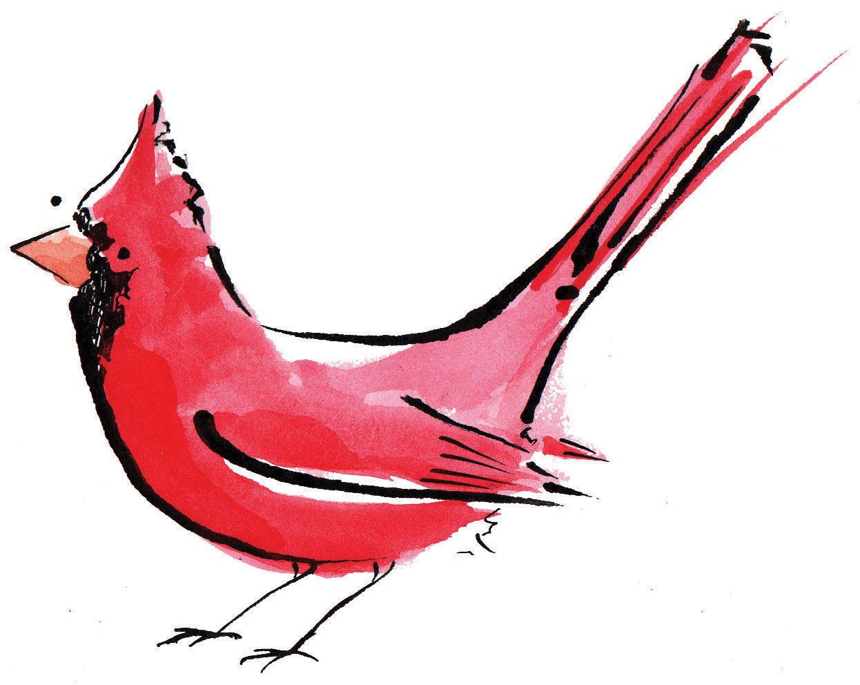 1246x992 Red Cardinal Bird Drawing