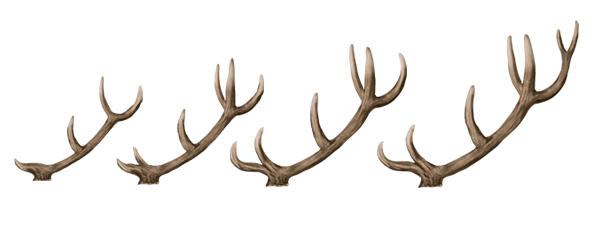 600x244 How To Draw Animals Deer