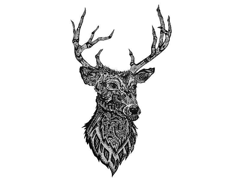 800x600 Red Deer Stag Illustration