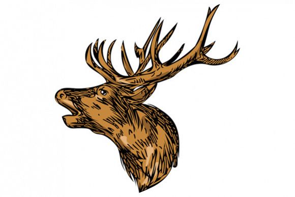 580x387 Red Deer Stag Head Roaring Drawing