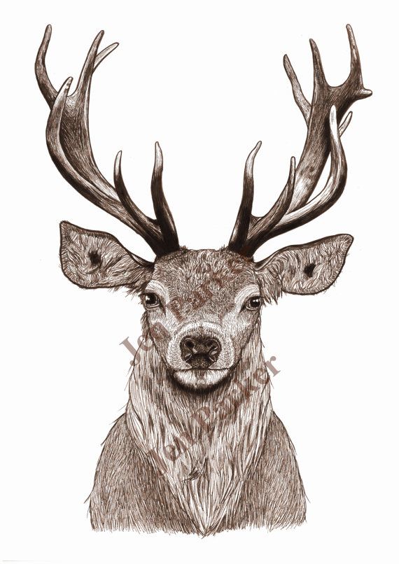 570x806 Red Deer Stag Pen Drawing Print Animal Pen Drawings