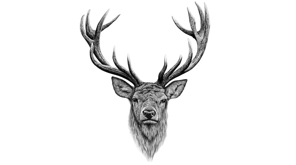 1000x560 Red Deer Station Kent Walker