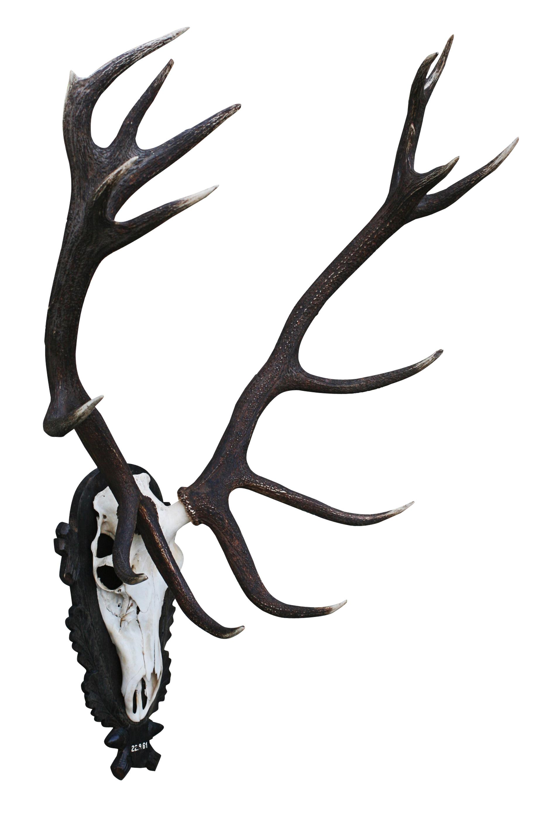 1880x2816 set of red deer antlers and scull on carved wooden board for sale