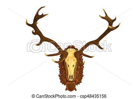 450x320 Beautiful Red Deer Hunting Trophy Over White Beautiful Red Deer