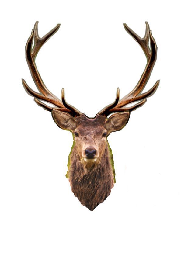 595x842 Animals Deer Art, Deer, Red Deer