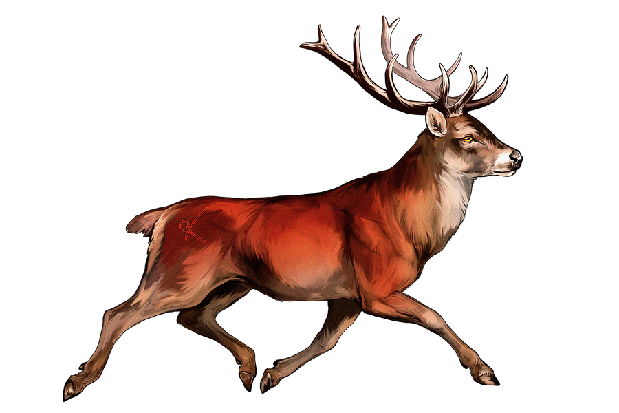900x600 trotting red deer