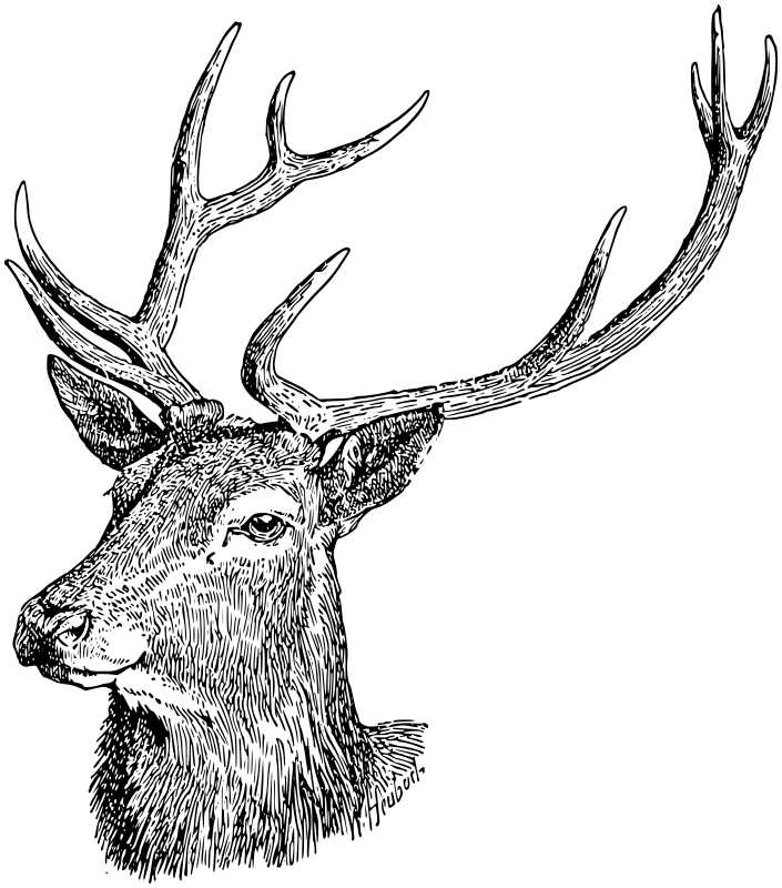 705x800 Red Deer Head