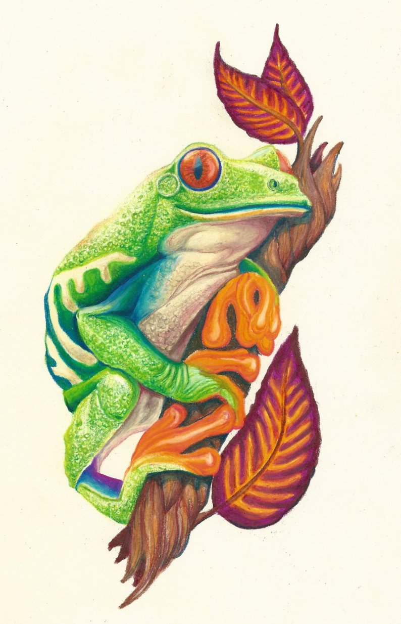 794x1234 Frog Drawing Etsy