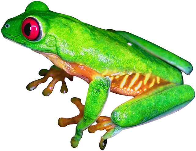 641x495 Red Eyed Tree Frog Clip Art
