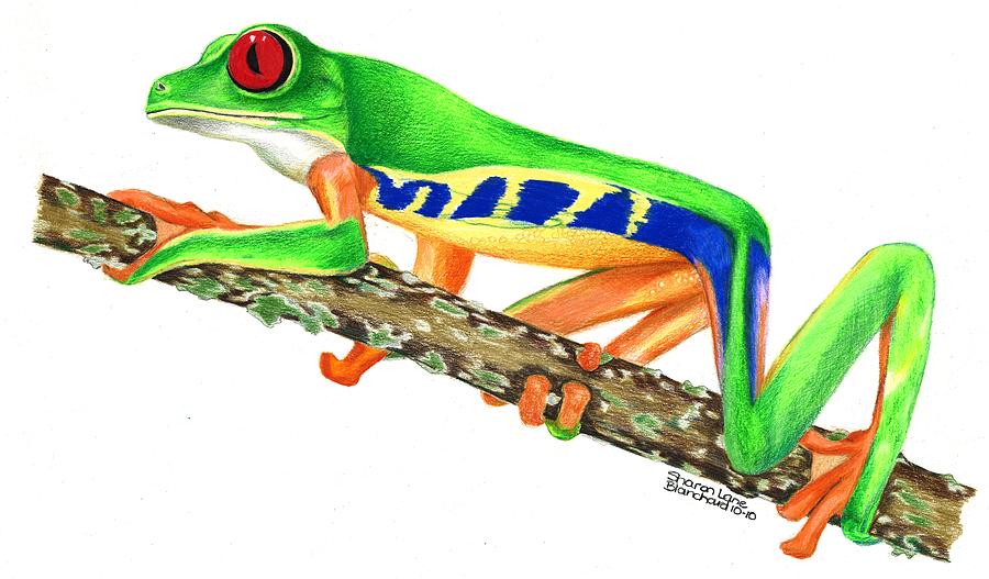 900x527 Red Eyed Tree Frog Drawing