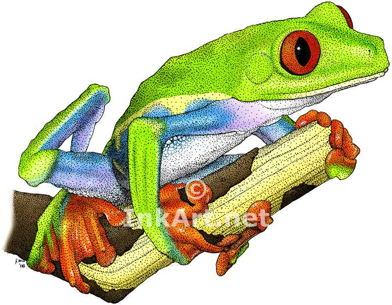 800x623 Red Eyed Treefrog