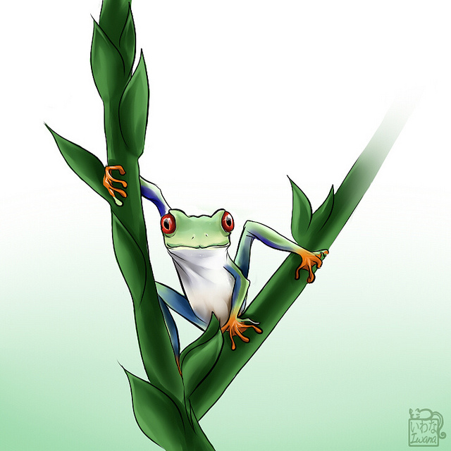 640x640 Red Eyed Tree Frog