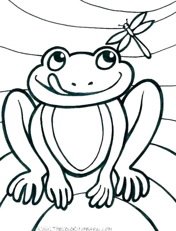 618x810 Scanned And Printed Frog For Anatomy Class Red Eyed Tree Pictures
