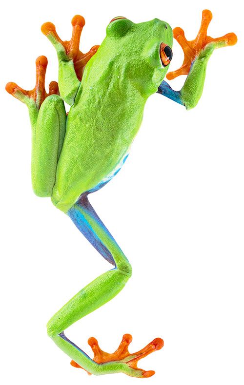 500x790 red eyed tree frog costa rica tattoo ideas red eyed tree frog