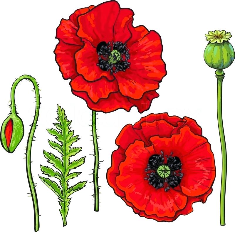 800x790 poppy flowers drawing draw remembrance clip art flower outline