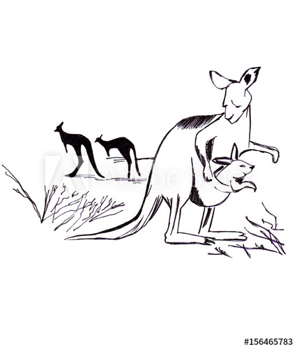 426x500 Illustration Contour Sketching Kangaroo Family Mother And Son