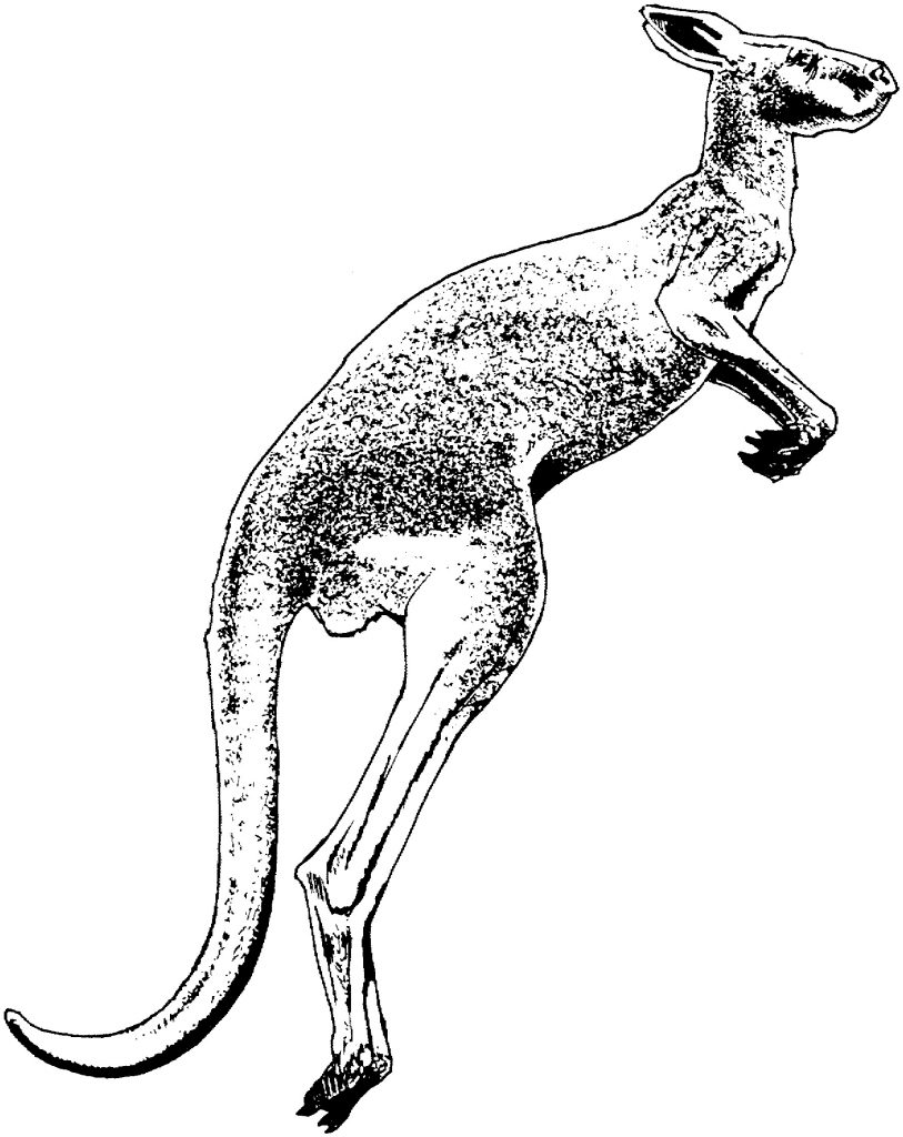 813x1024 Kangaroo Drawing Valid Kangaroo Animals Printable Coloring
