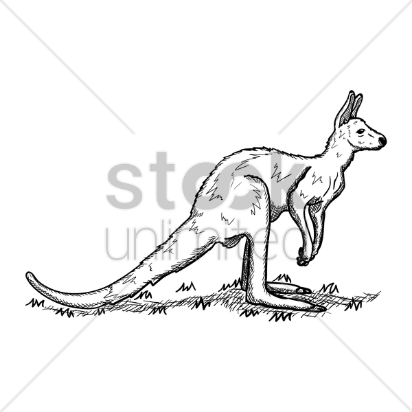 600x600 Kangaroo Vector Image