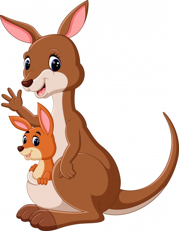 626x809 Kangaroo Vectors, Photos And Free Download