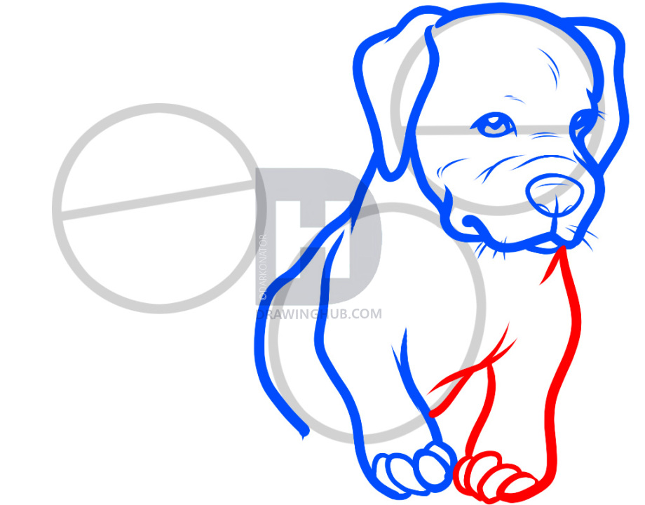920x720 How To Draw Baby Pitbulls, Baby Pitbulls, Step