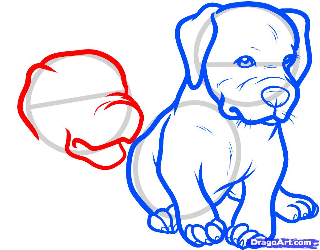 1020x798 How To Draw Baby Pitbulls, Baby Pitbulls, Step