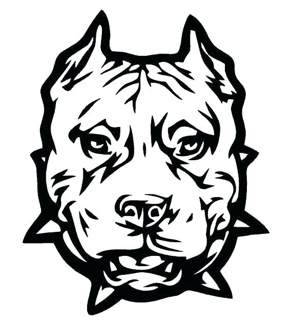 570x635 Pit Bull Coloring Pages