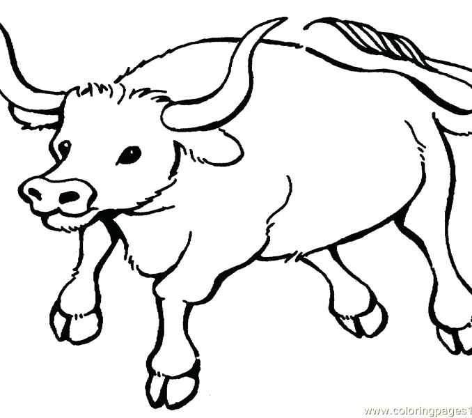 678x600 Bull Coloring Pages Pit Bull Coloring