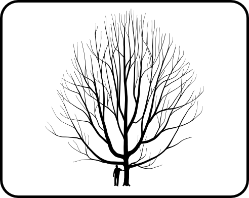 492x392 Oak, Northern Red