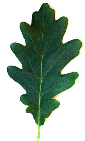 300x496 Oak Leaf To Wavy Lobes On Each Side Of The Leaf Tree,s