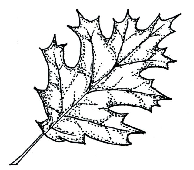 640x560 Fall Leaf Red Oak Leaf Autumn Wood Mounted Rubber Stamp Northwoods