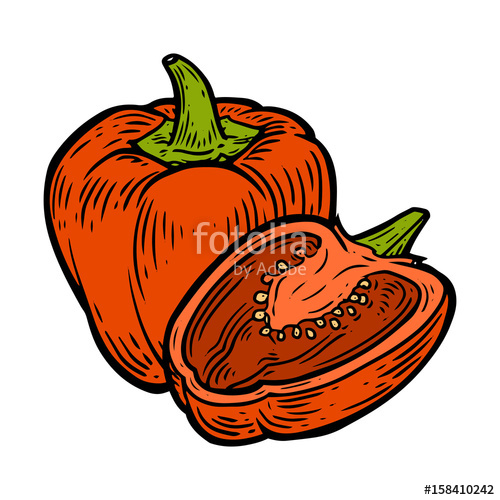 500x500 paprika red pepper chilly spice vector hand drawn vector