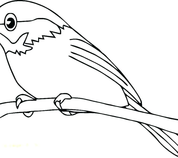 678x600 Robin Bird Coloring Pages Birds Little Bird Coloring
