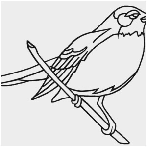 300x300 Robin Coloring Pages Inspirational Red Robin Bird Coloring