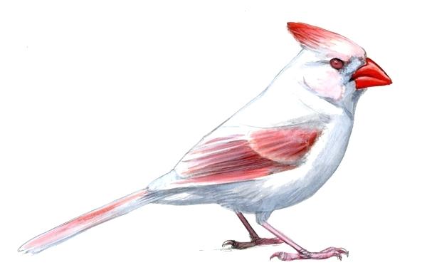 600x379 Types Of Robin Bird Agencydeja Club