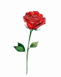 240x300 High Quality X Fake Tattoo Red Rose Drawing Waterproof