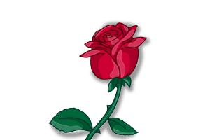 300x200 How To Draw A Red Rose