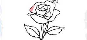 300x140 How To Draw A Single Red Rose For Beginners Drawing