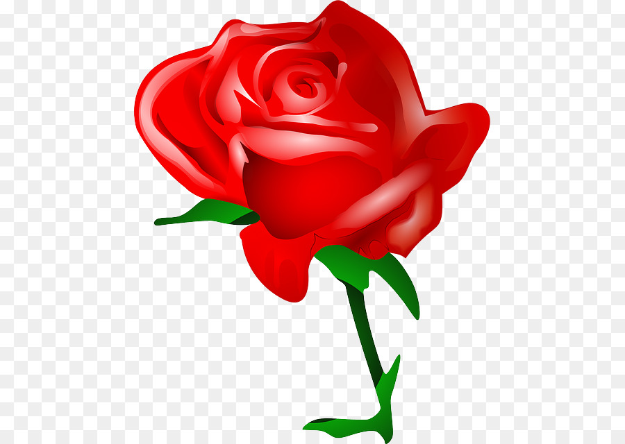 900x640 Rose, Flower, Drawing, Transparent Png Image Clipart Free Download