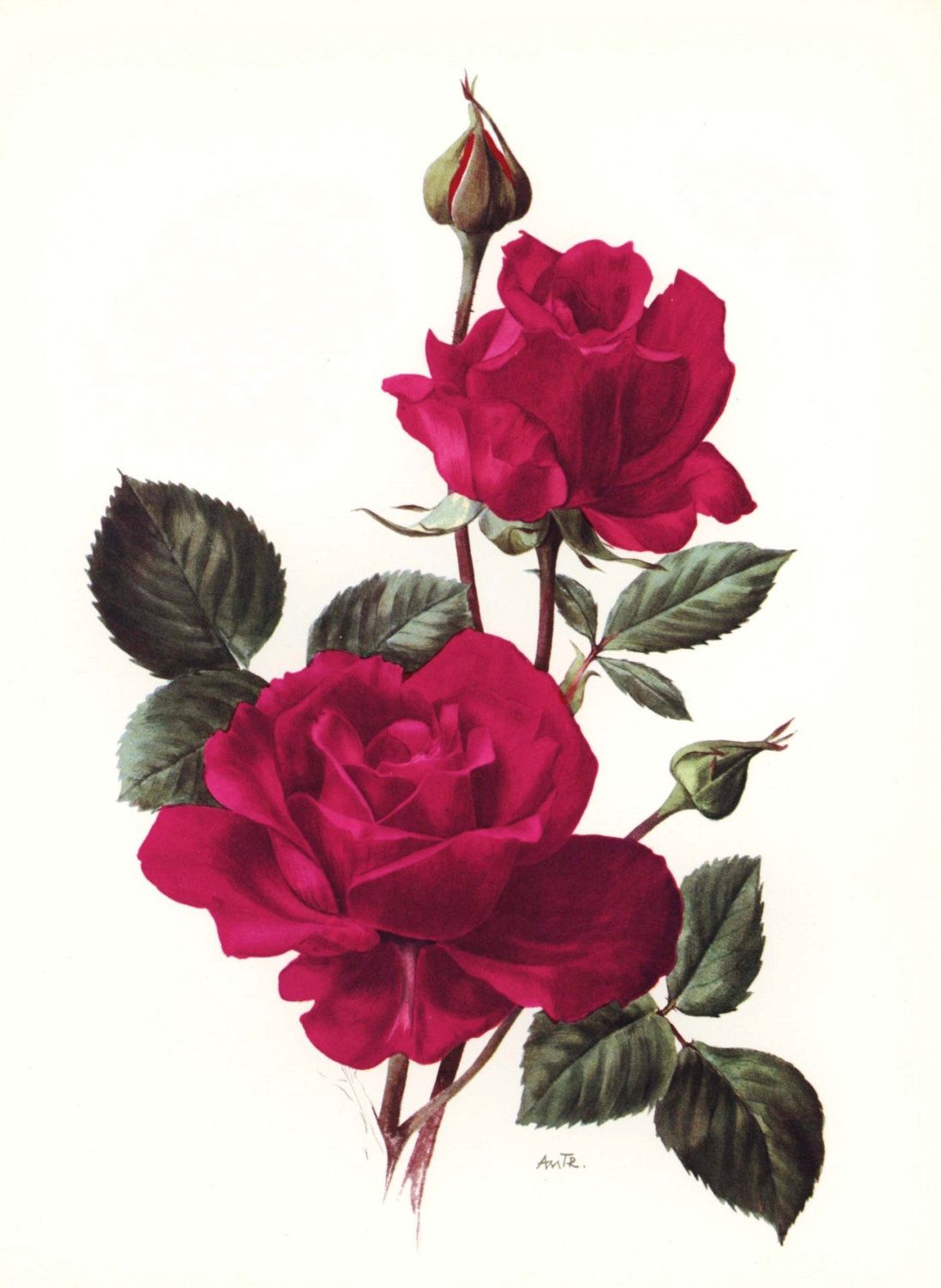 1097x1500 Rose Botanical Art