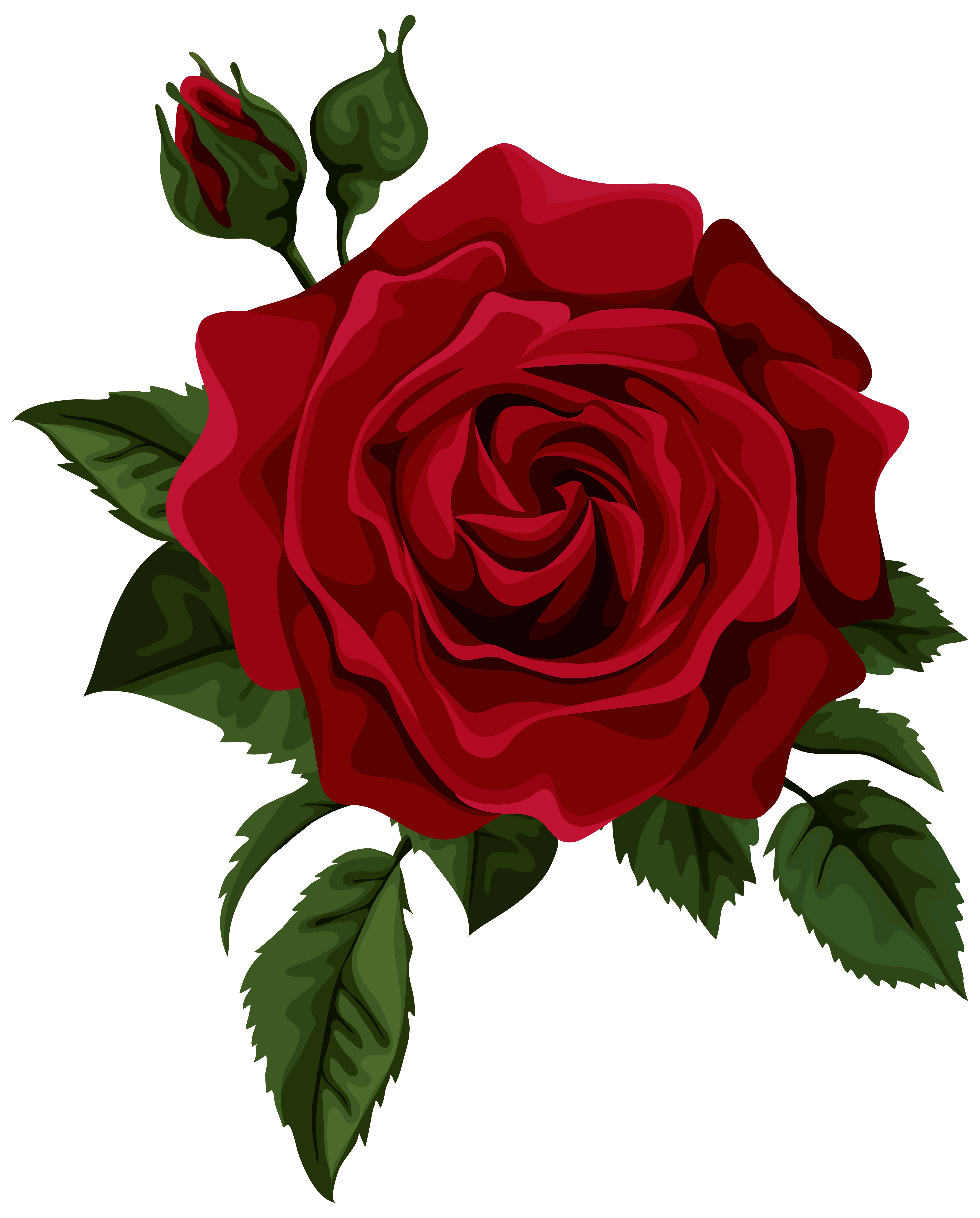 5632x7000 Roses Red Rose With Bud Transparent Clip Art Picture Rose
